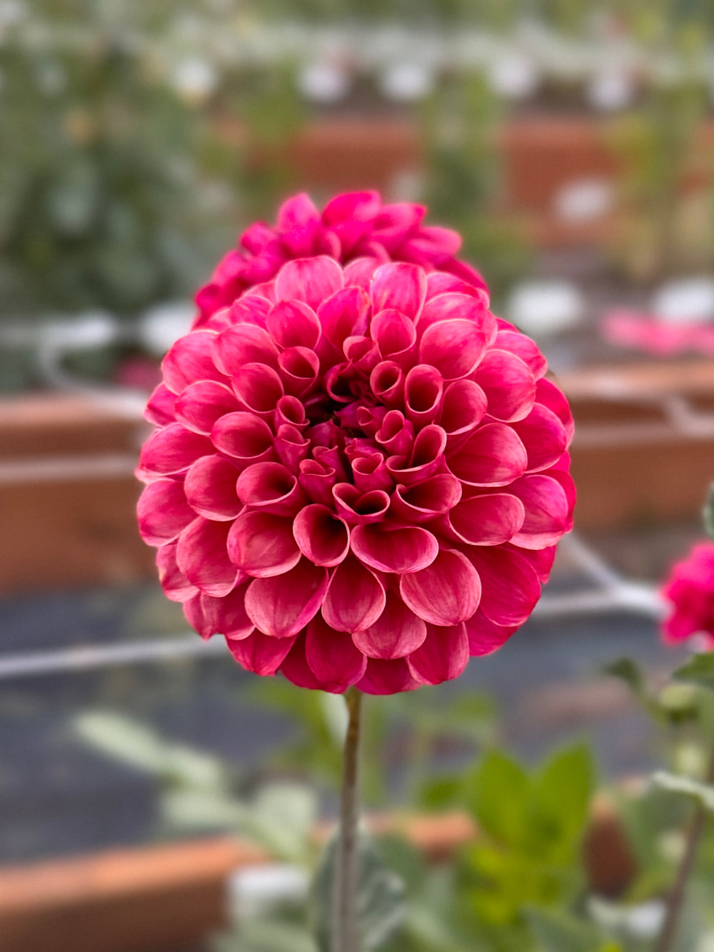 Mission Gypsey Dahlia - POT TUBER