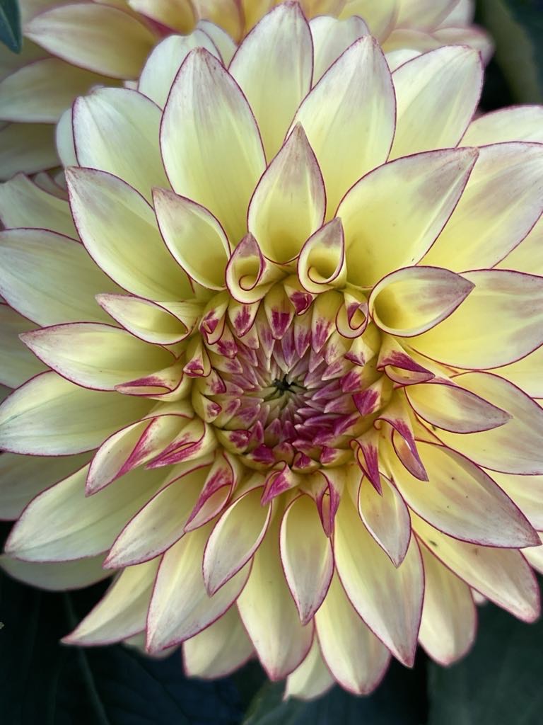 Verrone's Taylor Swift Dahlia - Rooted Cutting