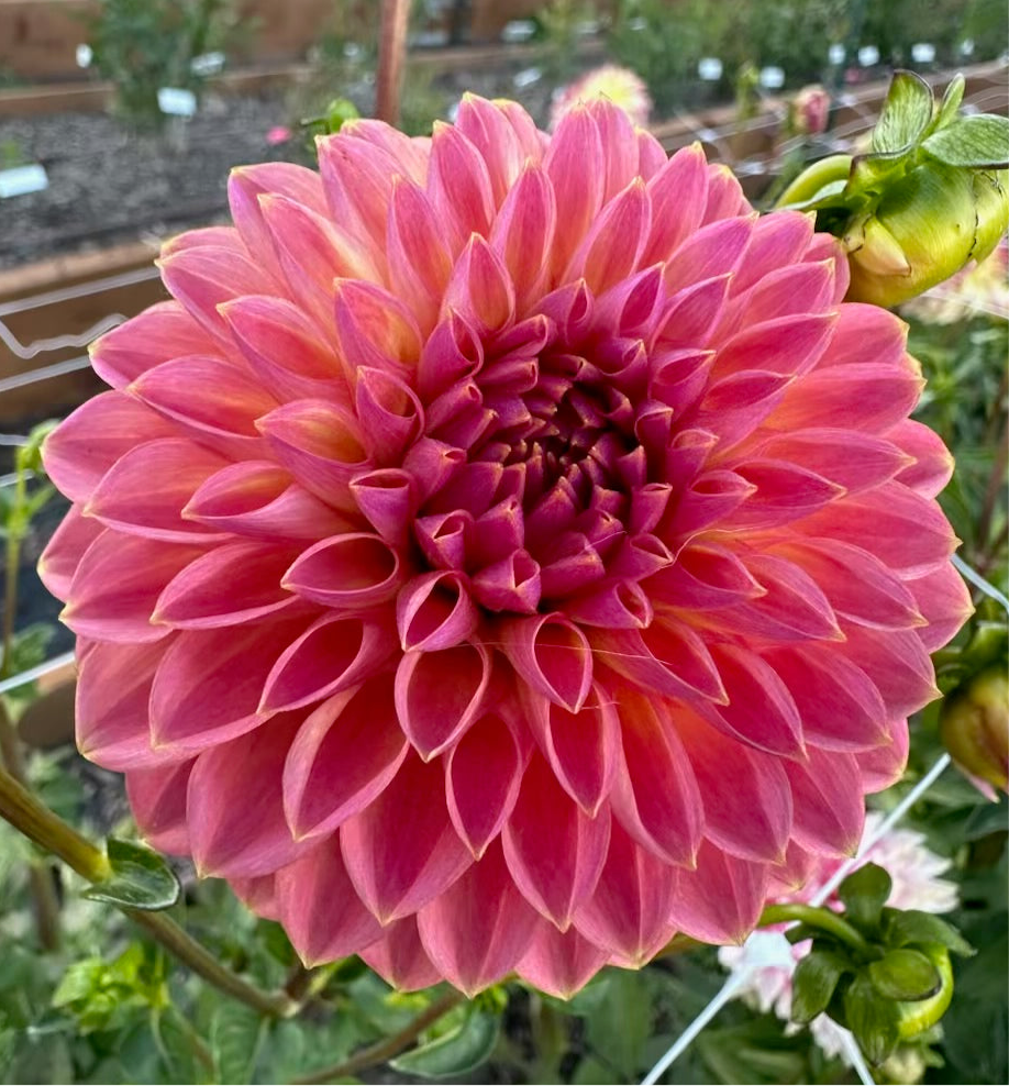 Polventon Kristobel Dahlia - Rooted Cutting