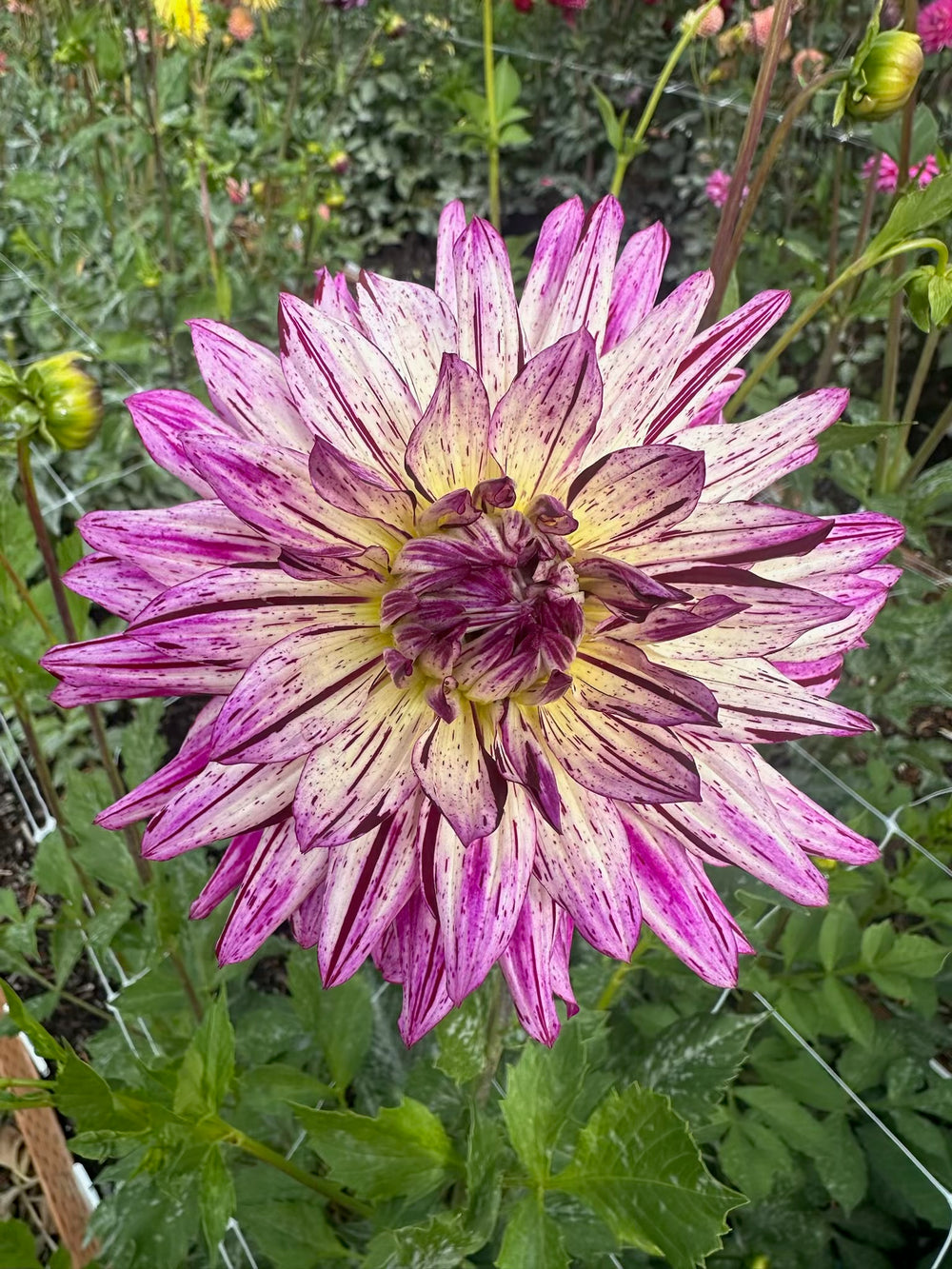 Hollyhill Exotica Dahlia - Mini Clump