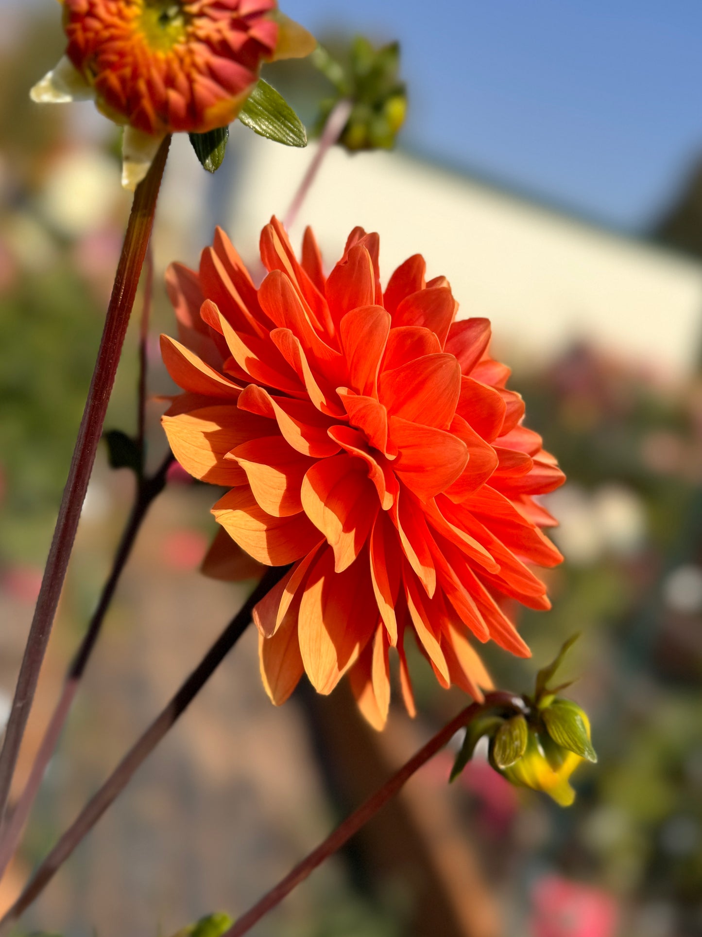 
                  
                    Rancho Dahlia - Rooted Cutting
                  
                