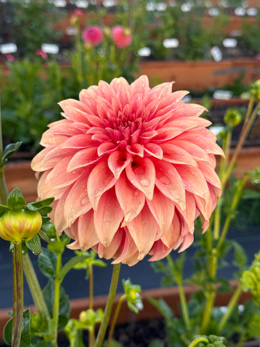 Bloomquist Pleasing Dahlia - POT TUBER