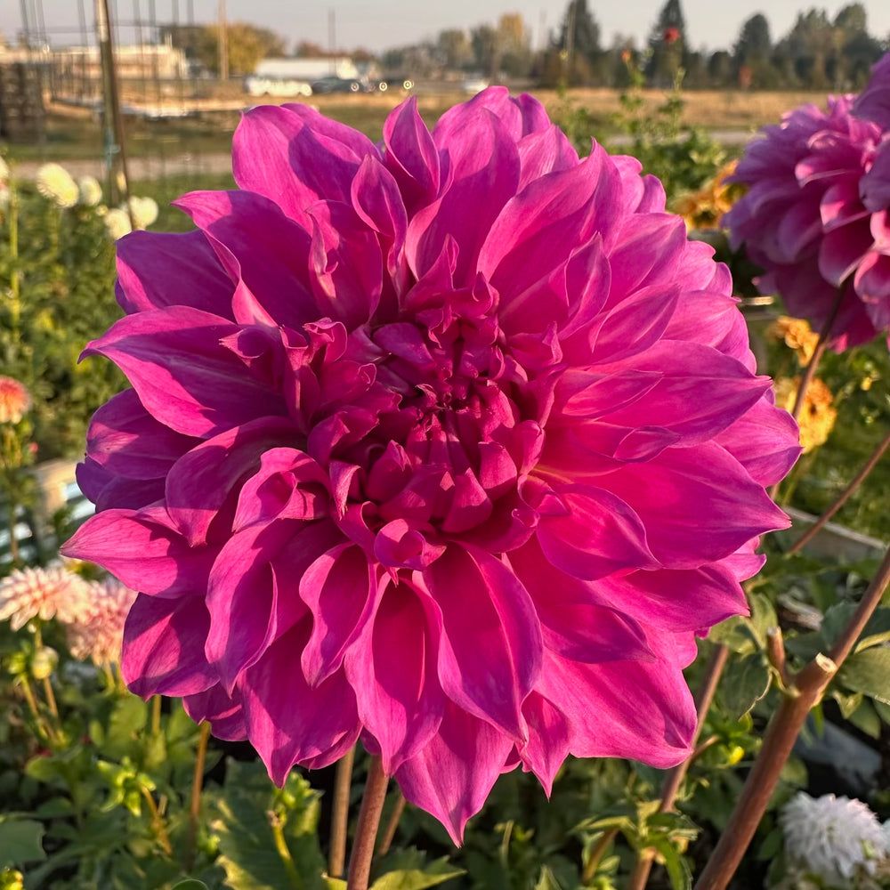 Berwick Wood Dahlia - Rooted Cutting