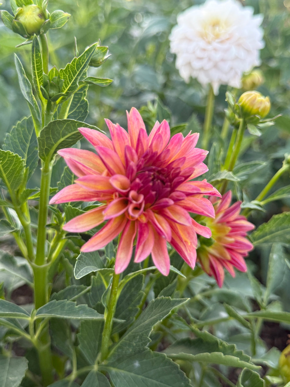 Verrone's Donna Marie Dahlia - POT TUBER