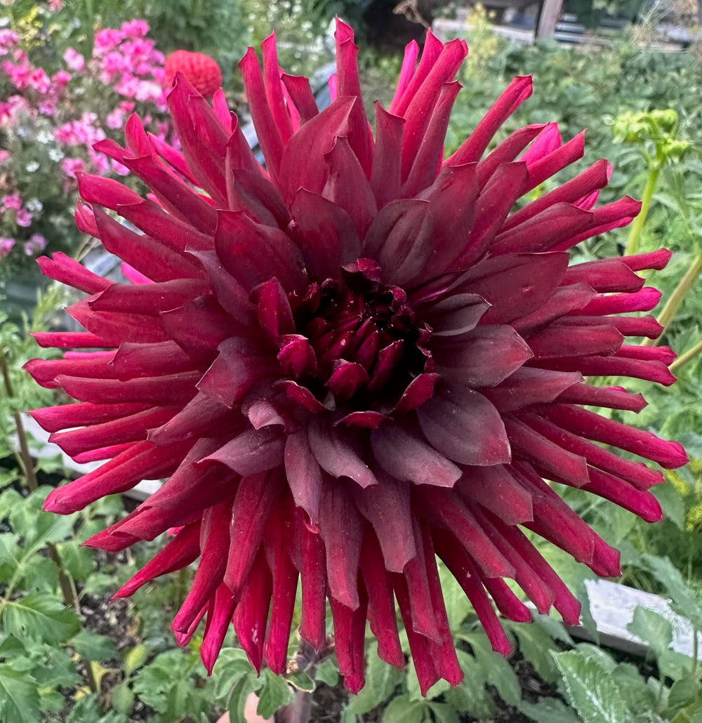 Bull's Blood Dahlia - Mini Clump