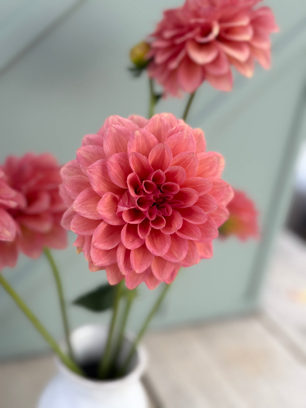 Bloomquist Philly Dahlia - Mini Clump