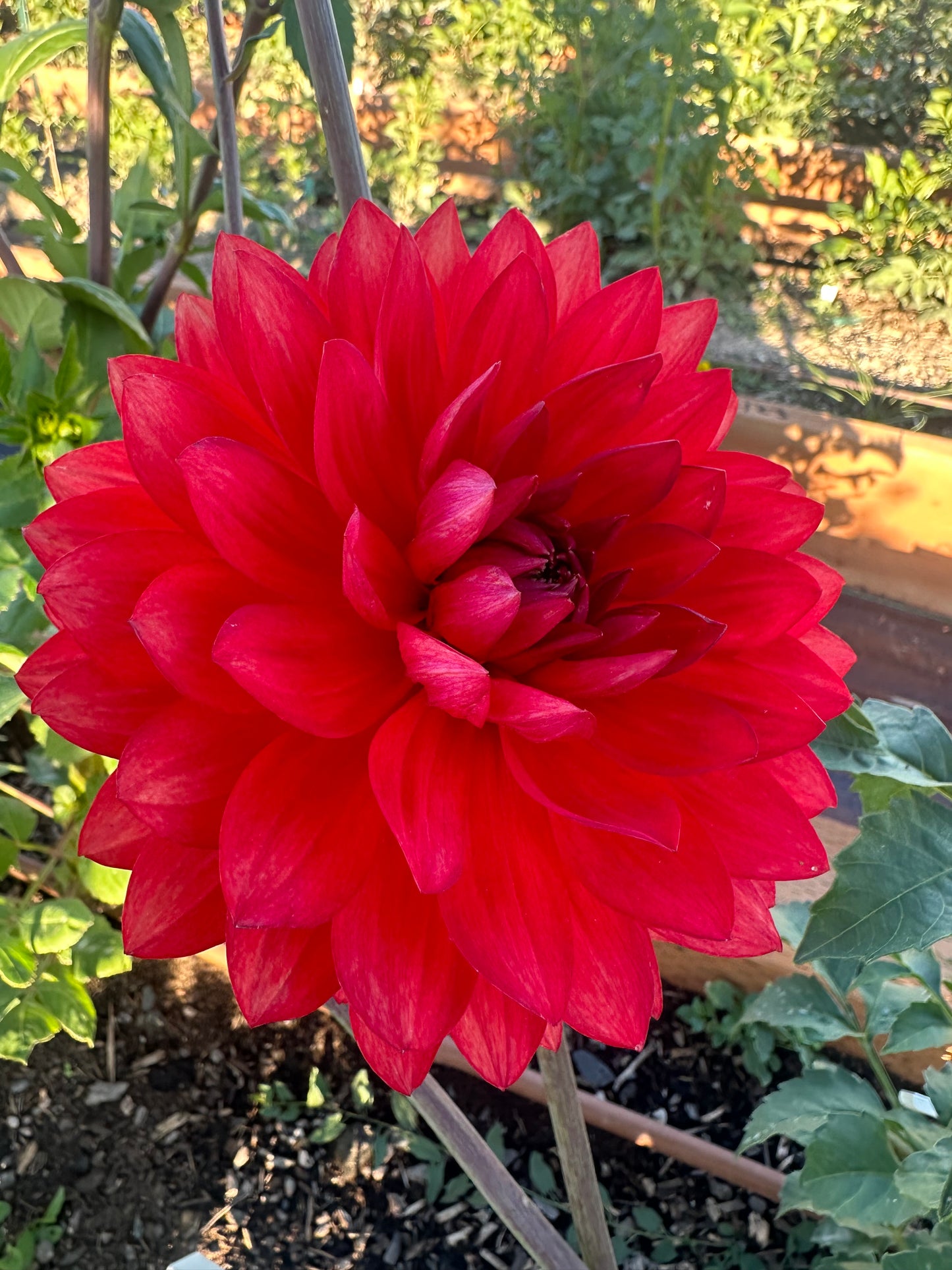 
                  
                    Maks Royal Ruby Dahlia - Rooted Cutting
                  
                