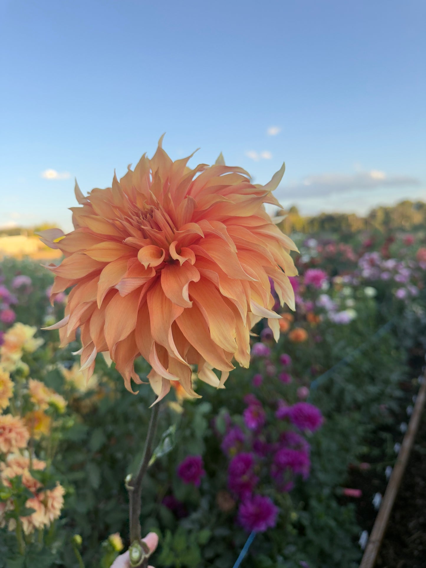 
                  
                    Bloomquist Snickerdoodle- Rooted Cutting
                  
                