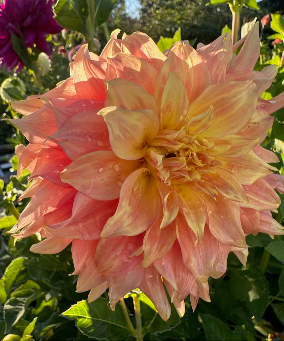 Blown Dry Dahlia - Rooted Cutting