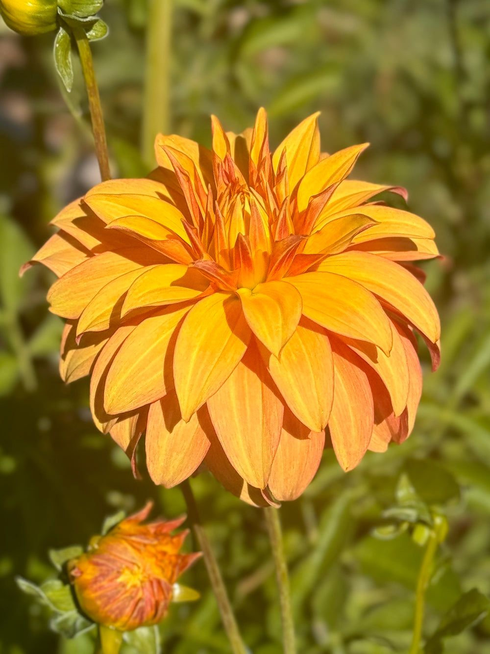 Bloomquist Pumpkin Dahlia - Rooted Cutting