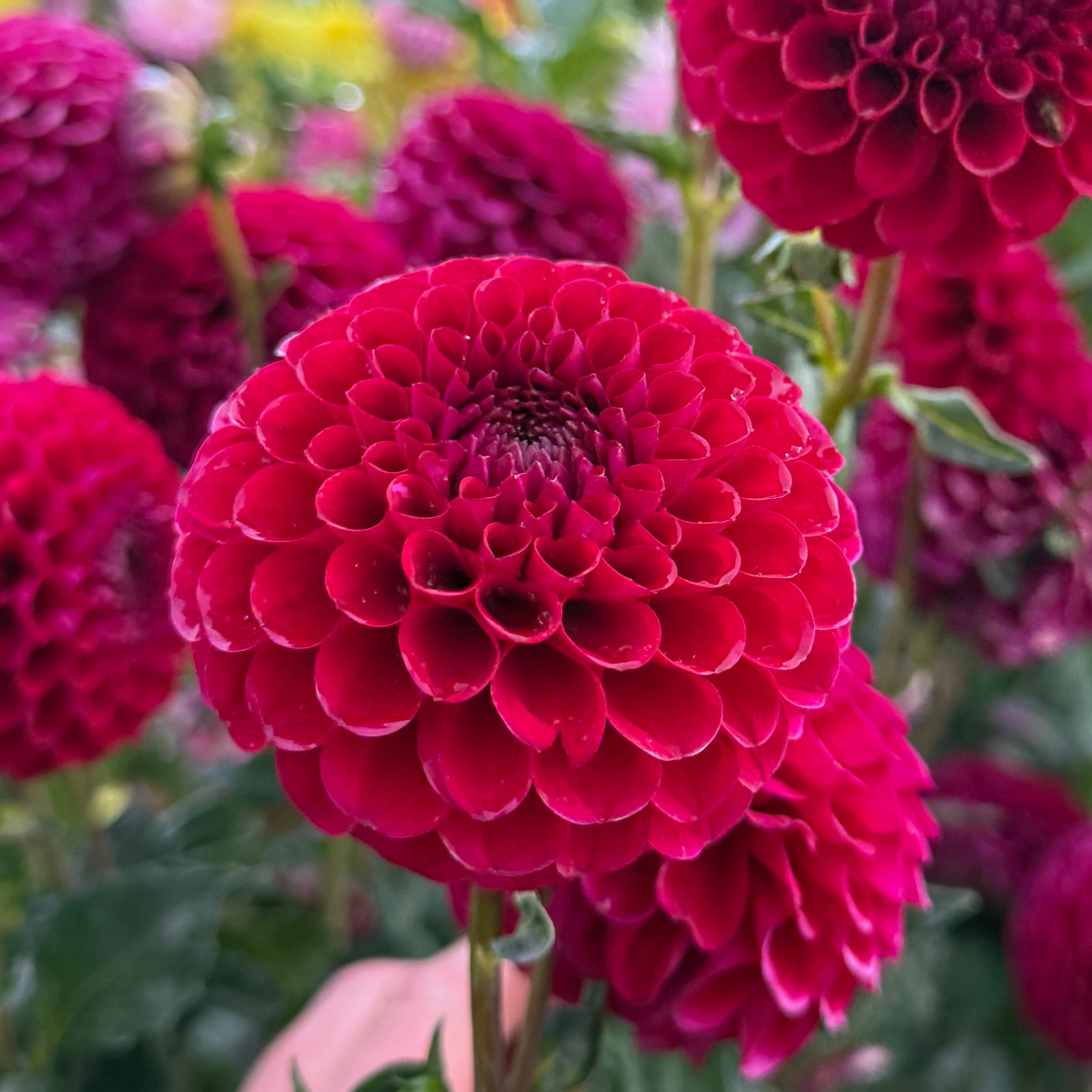 Jackie's Red Devil - Tuber – Heron's Nest Dahlias
