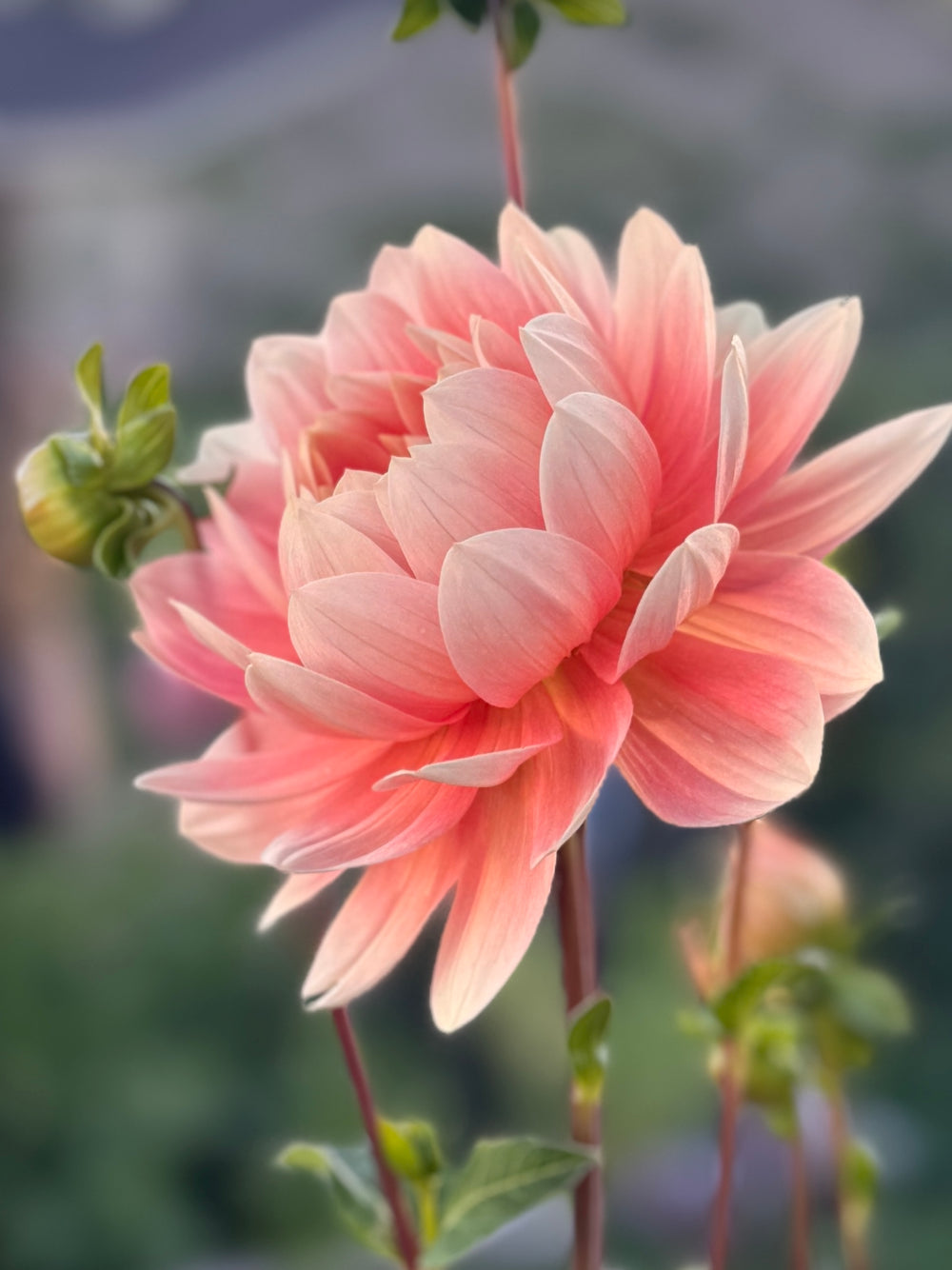 Carolina Wagemans Dahlia - Rooted Cutting