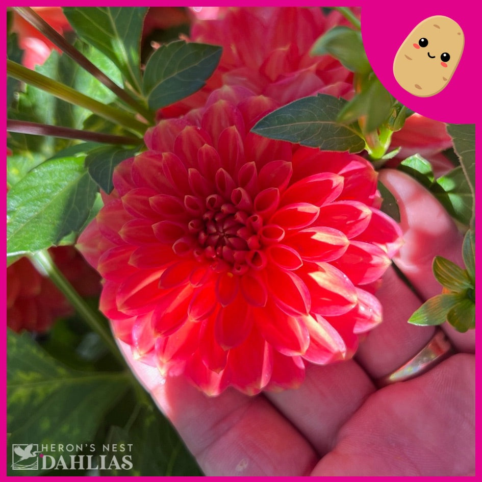 
                  
                    Benjamin Matthew - Tuber
                  
                