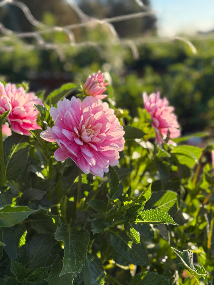 
                  
                    Hollyhill Pink Parfait Dahlia - Mini Clump
                  
                