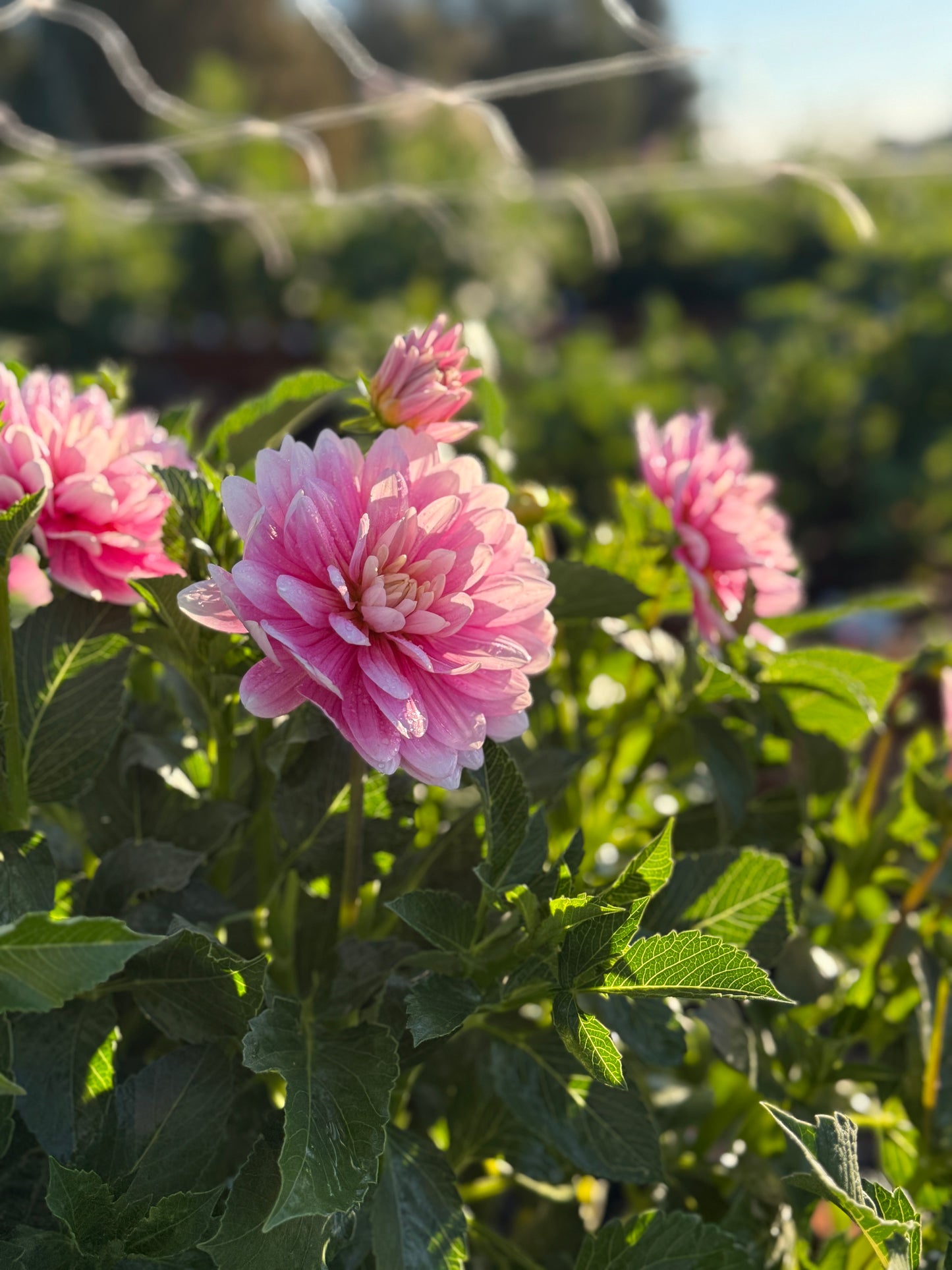 
                  
                    Hollyhill Pink Parfait Dahlia - Mini Clump
                  
                