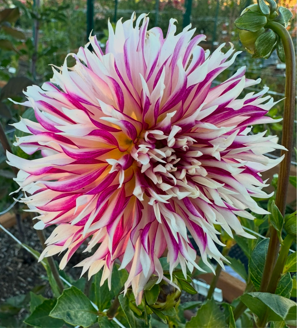 Tahoma Tempest Dahlia - Rooted Cutting