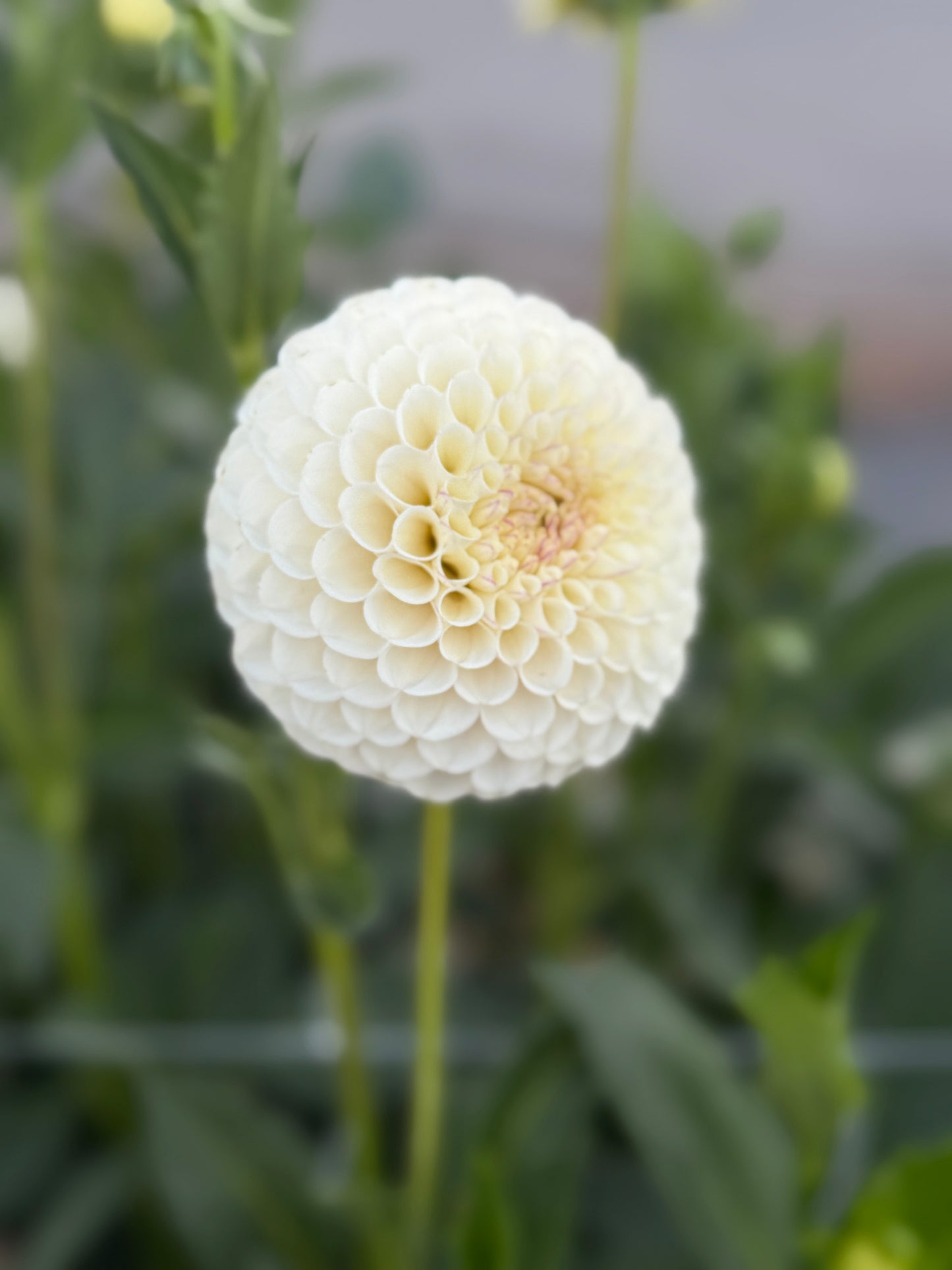 
                  
                    20th Ave Tradition - Tuber
                  
                