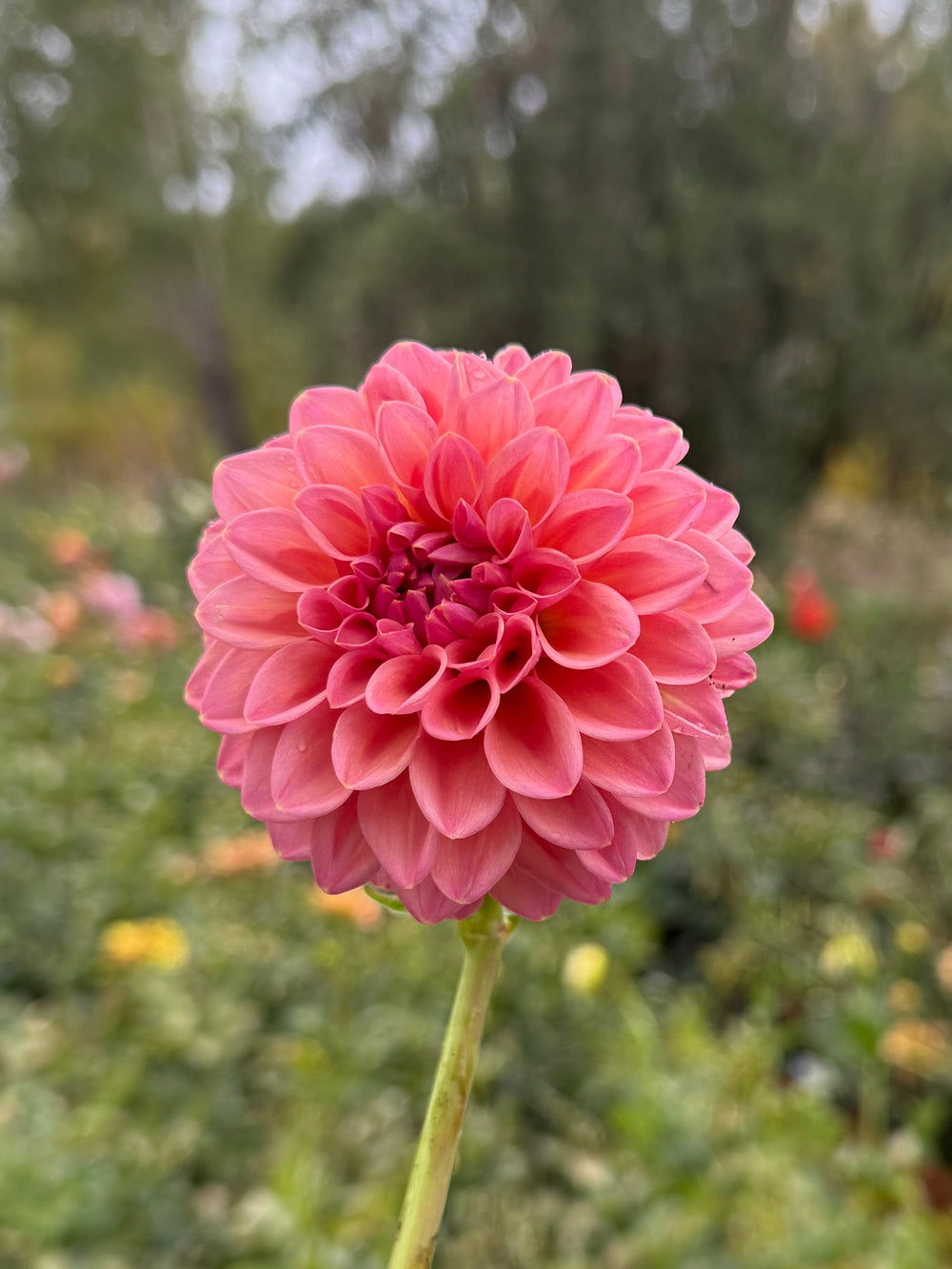 Dikara Superb Dahlia - Mini Clump