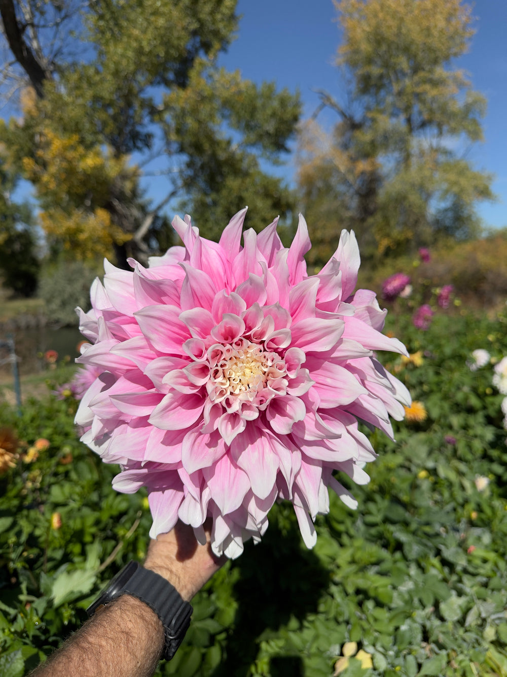 Mother's Love Dahlia - Mini Clump
