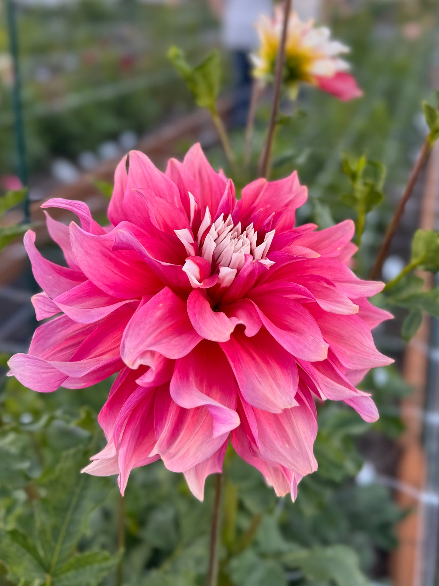 
                  
                    AC Sandra J Dahlia - Rooted Cutting
                  
                