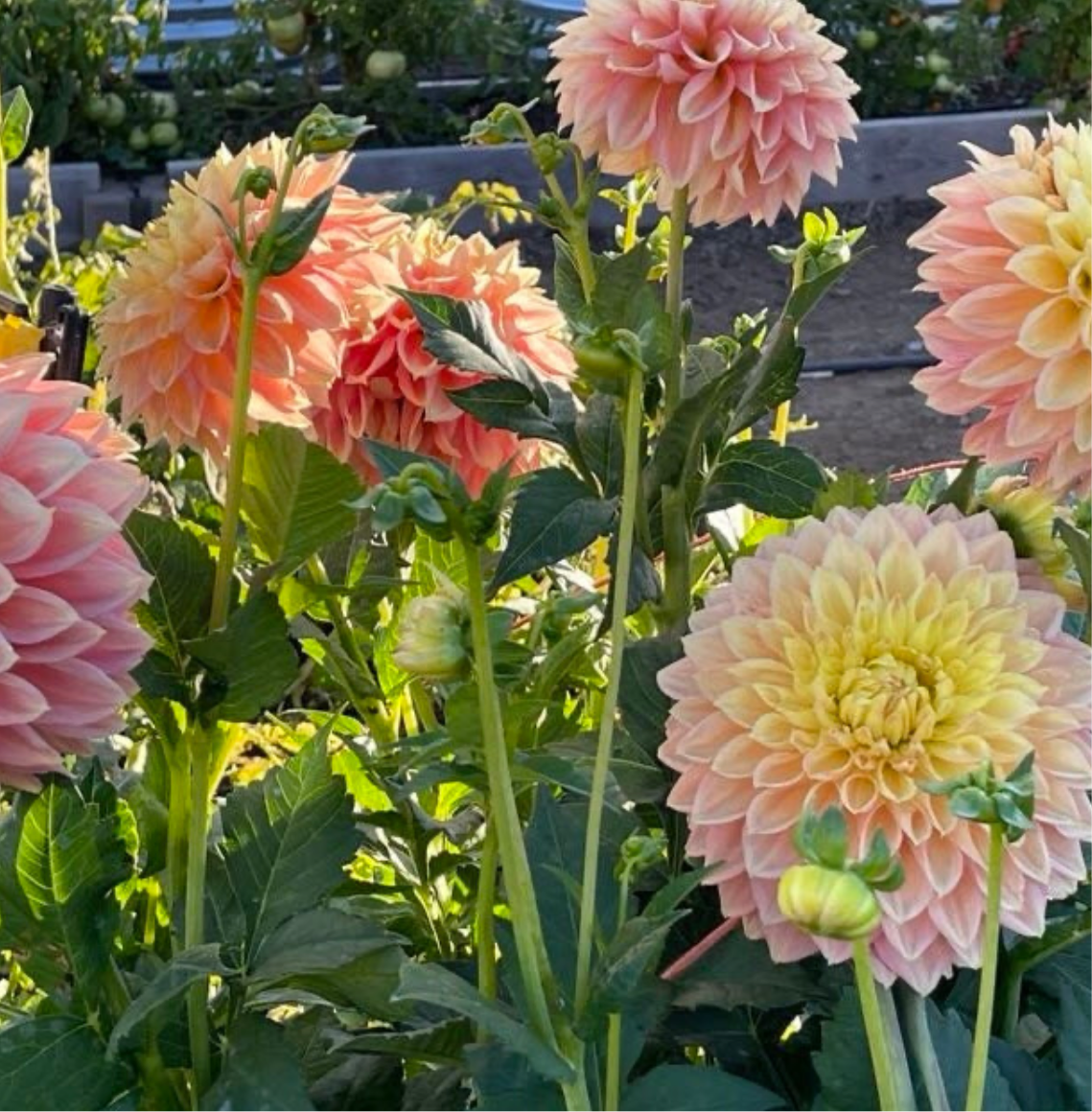 
                  
                    Barbarry Gateway Dahlia - Rooted Cutting
                  
                