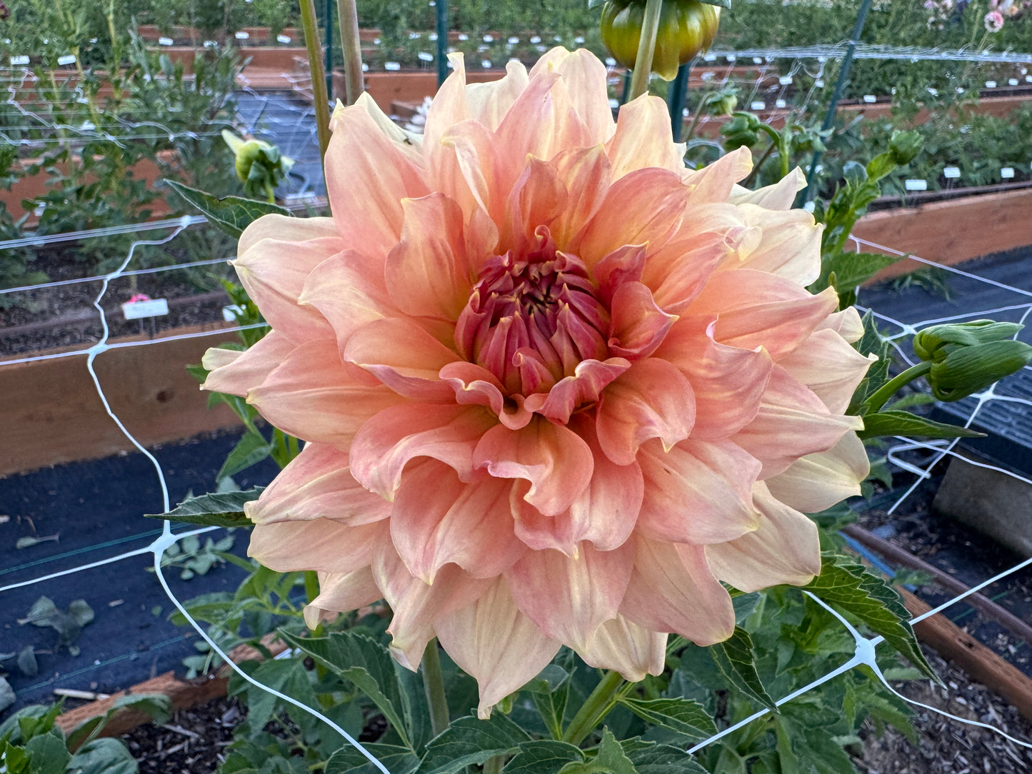 
                  
                    Peach Bud Dahlia - Rooted Cutting
                  
                