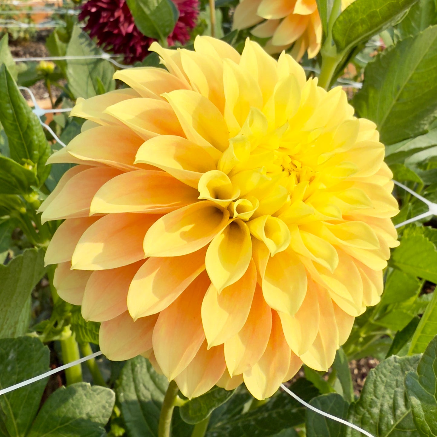 
                  
                    Seabeck's Shirley - Rooted Cutting
                  
                