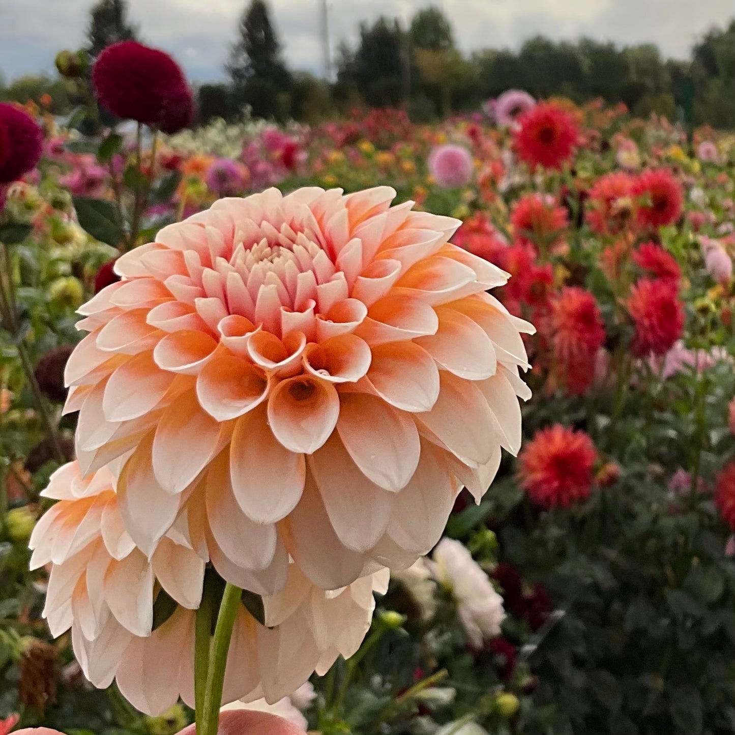 
                  
                    Lee's Dotty - Rooted Cutting
                  
                