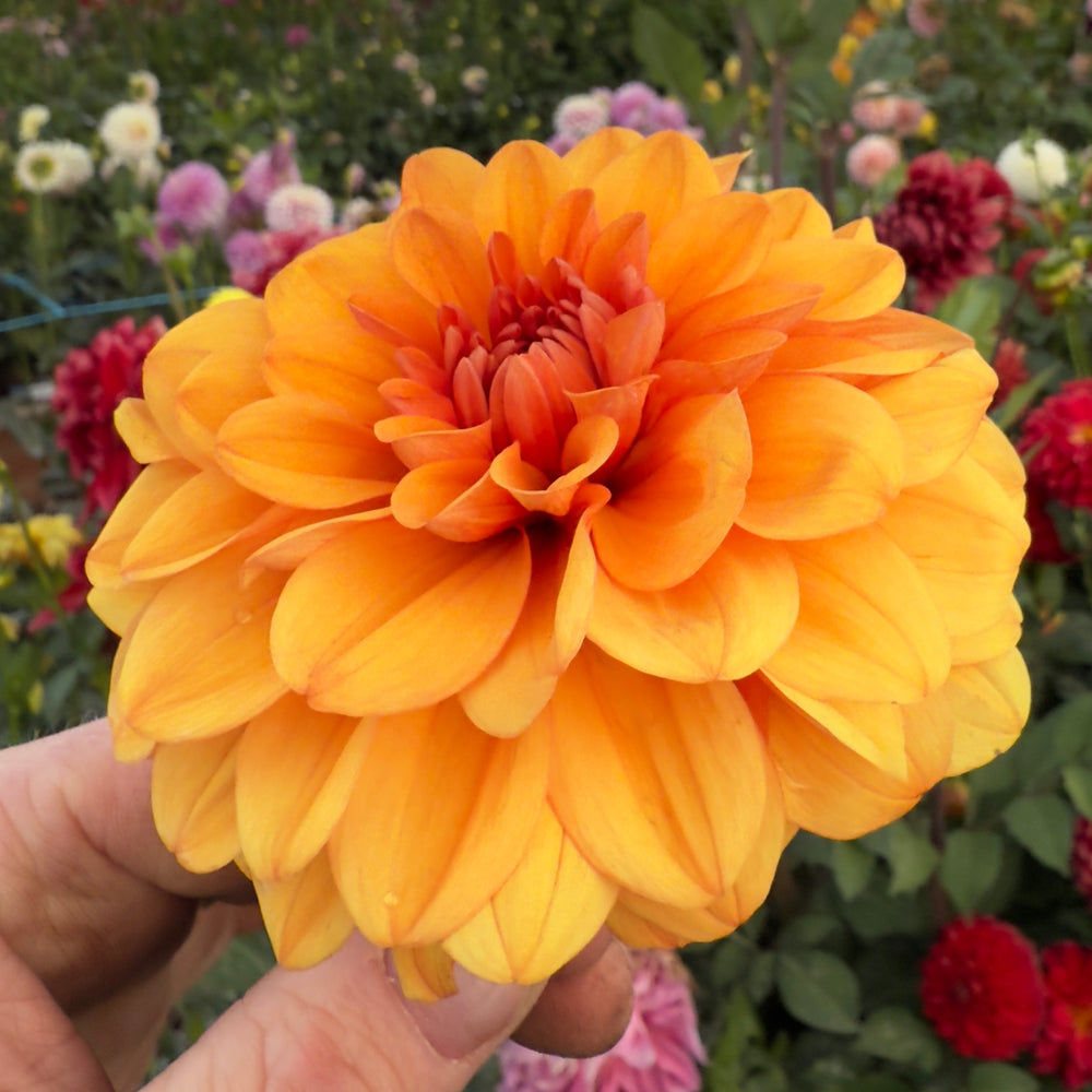 David Howard Dahlia - POT TUBER