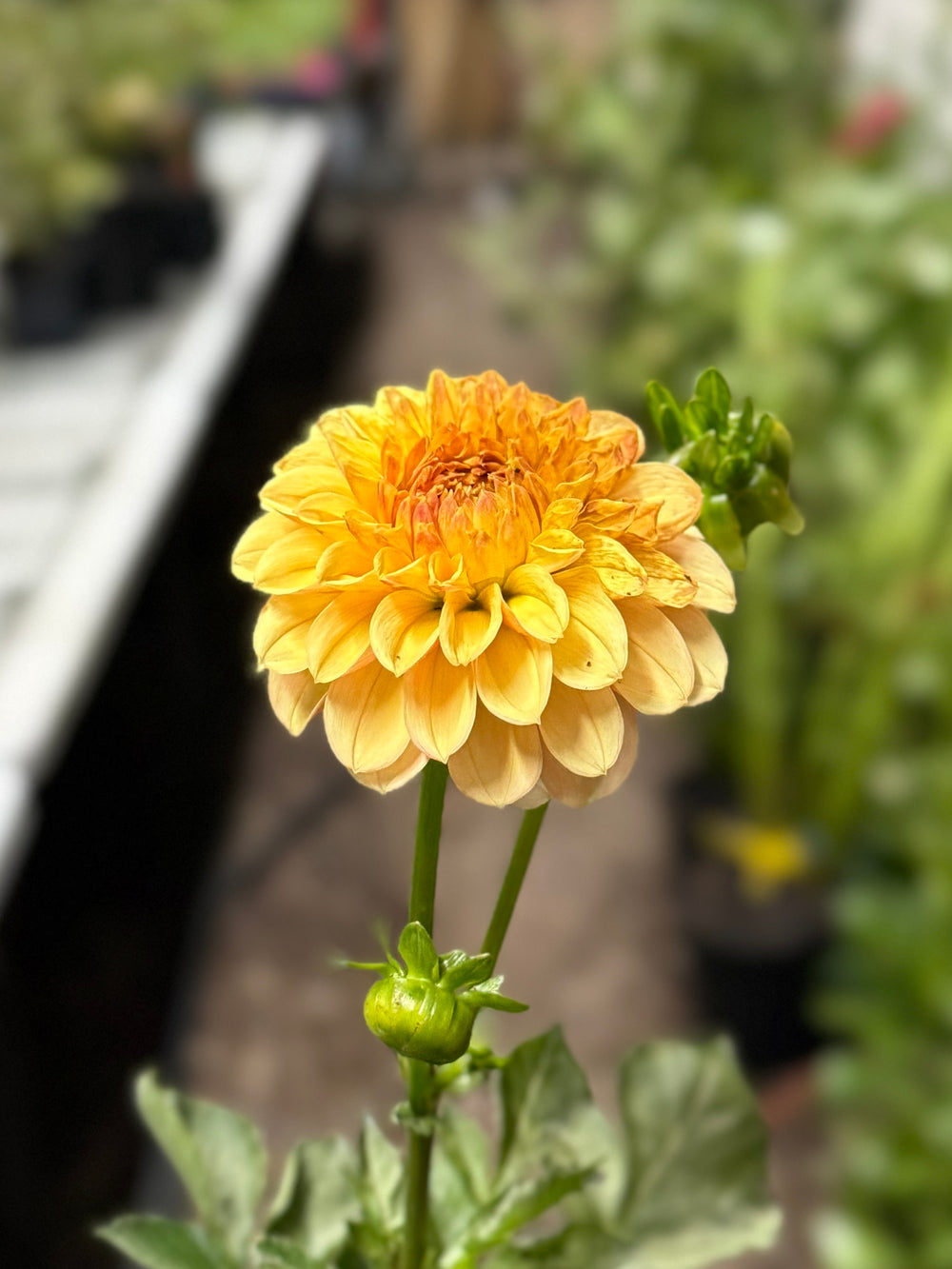 Lee's Beech Glow Dahlia - Mini Clump