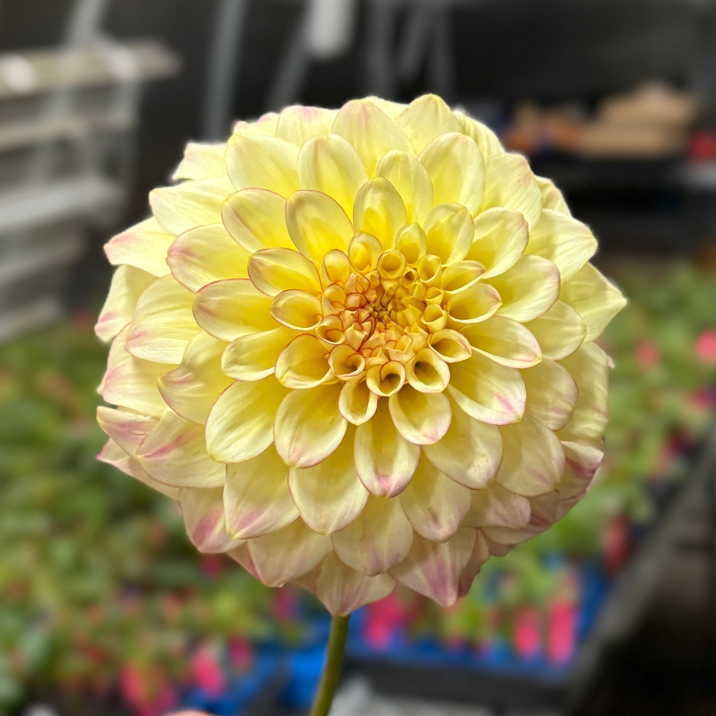 
                  
                    Coorabell Astrid - Rooted Cutting
                  
                