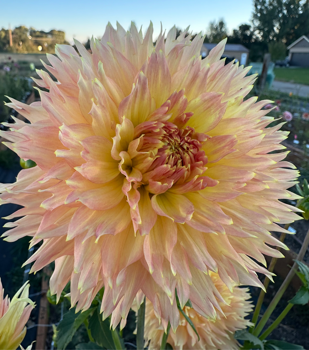 Lakeview Hazy Dahlia - Rooted Cutting