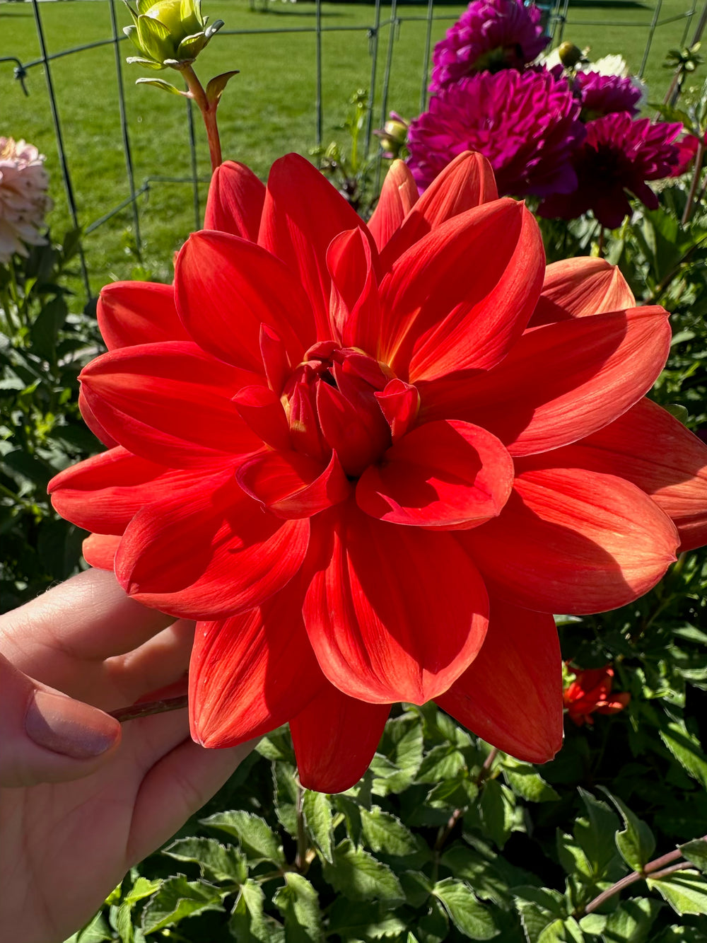 Taratahi Ruby Dahlia - Rooted Cutting