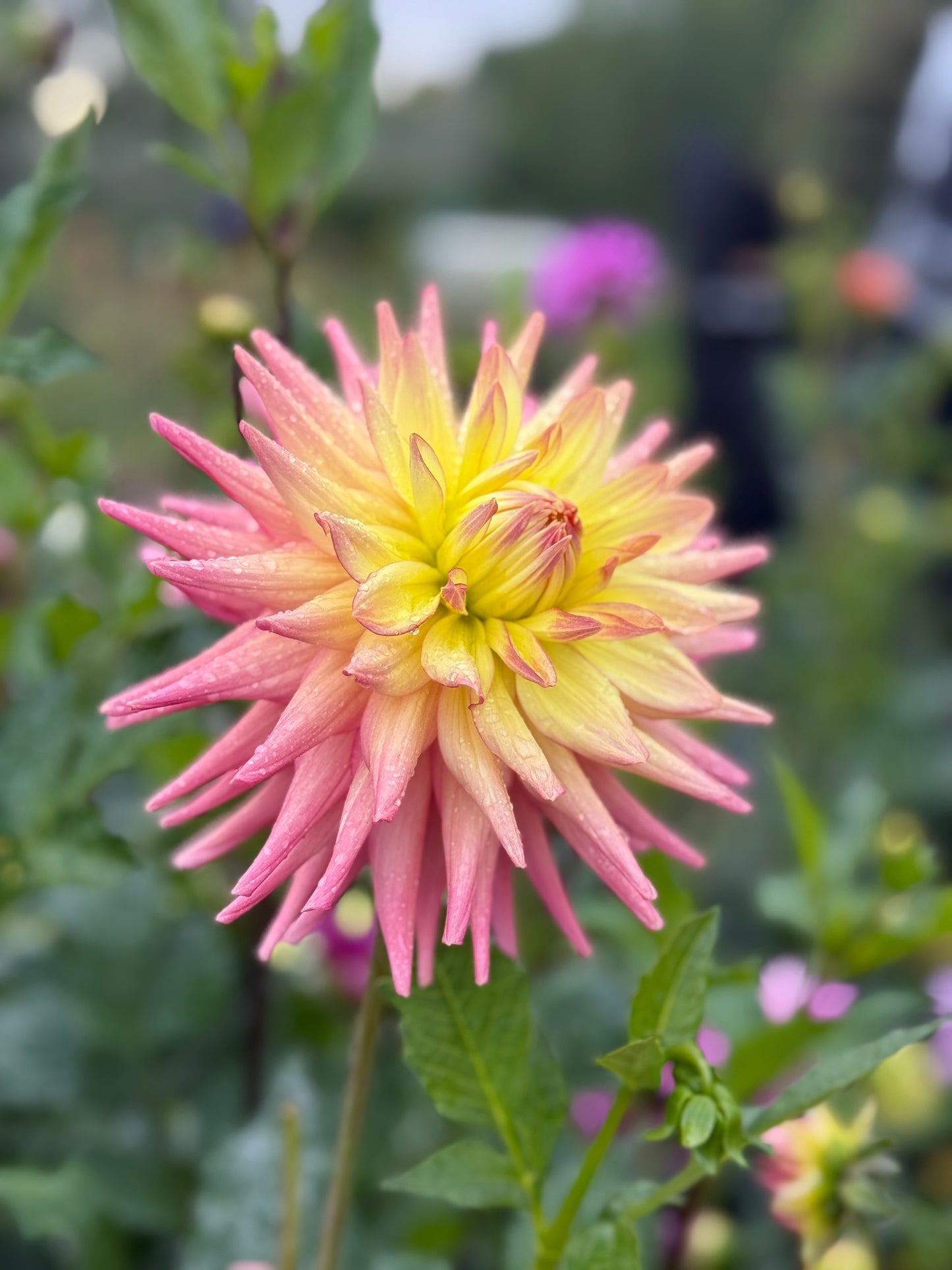 
                  
                    Clearview Lily - Tuber
                  
                