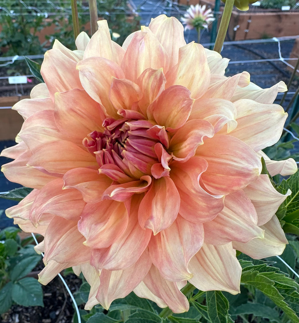 Peach Bud Dahlia - Rooted Cutting