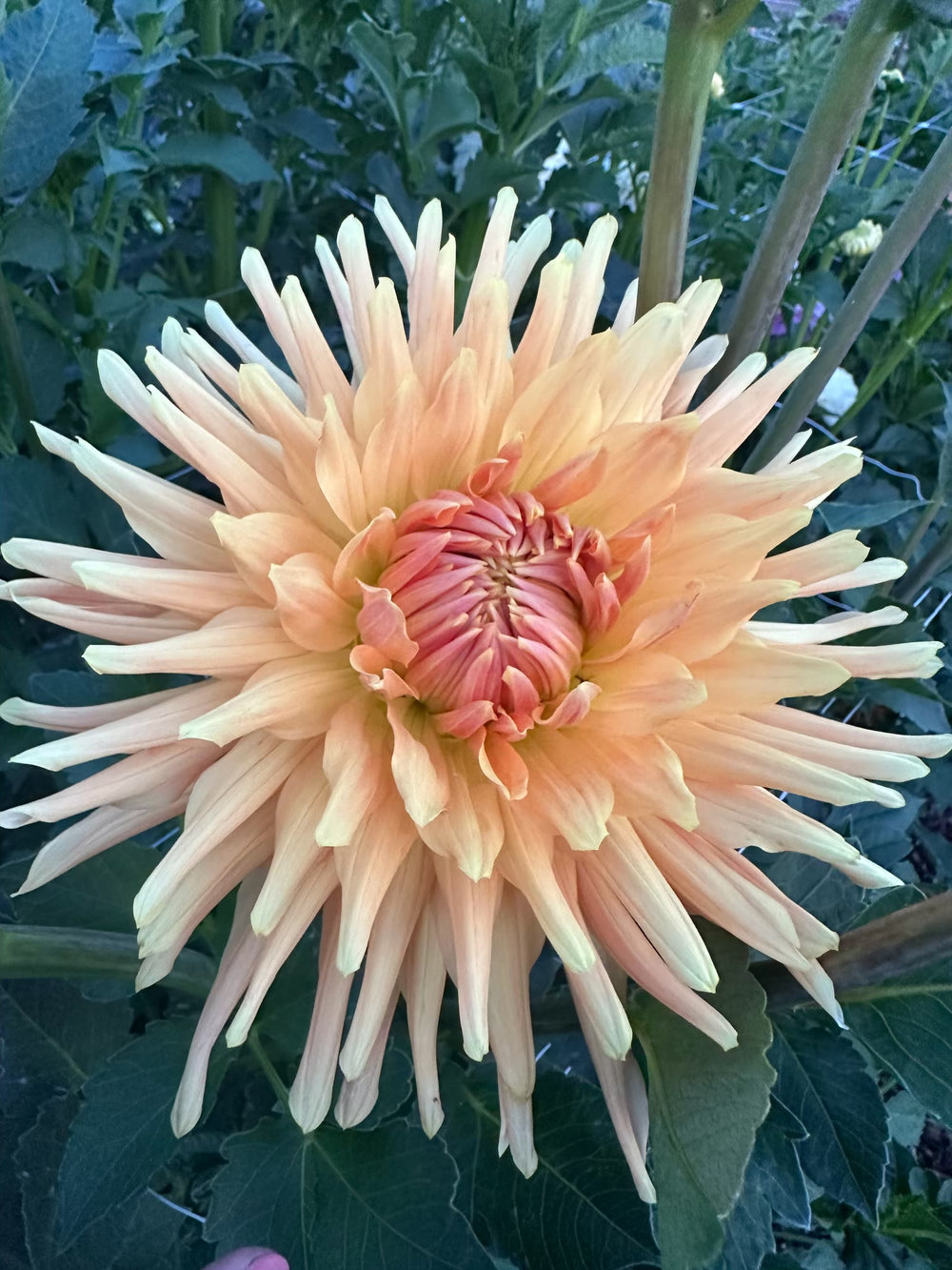 Wyn's Sensation Dahlia - POT TUBER