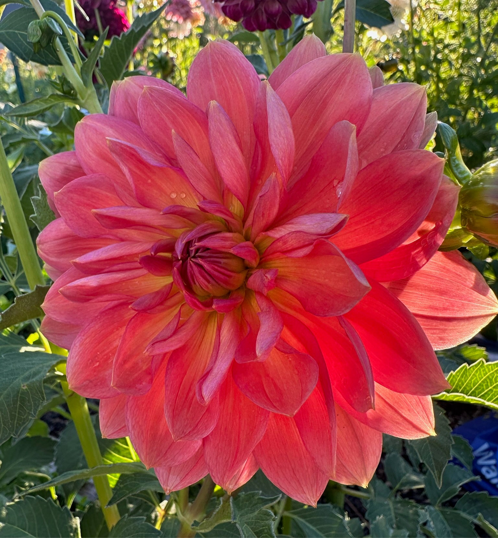 Hollyhill Daydream Dahlia - Rooted Cutting