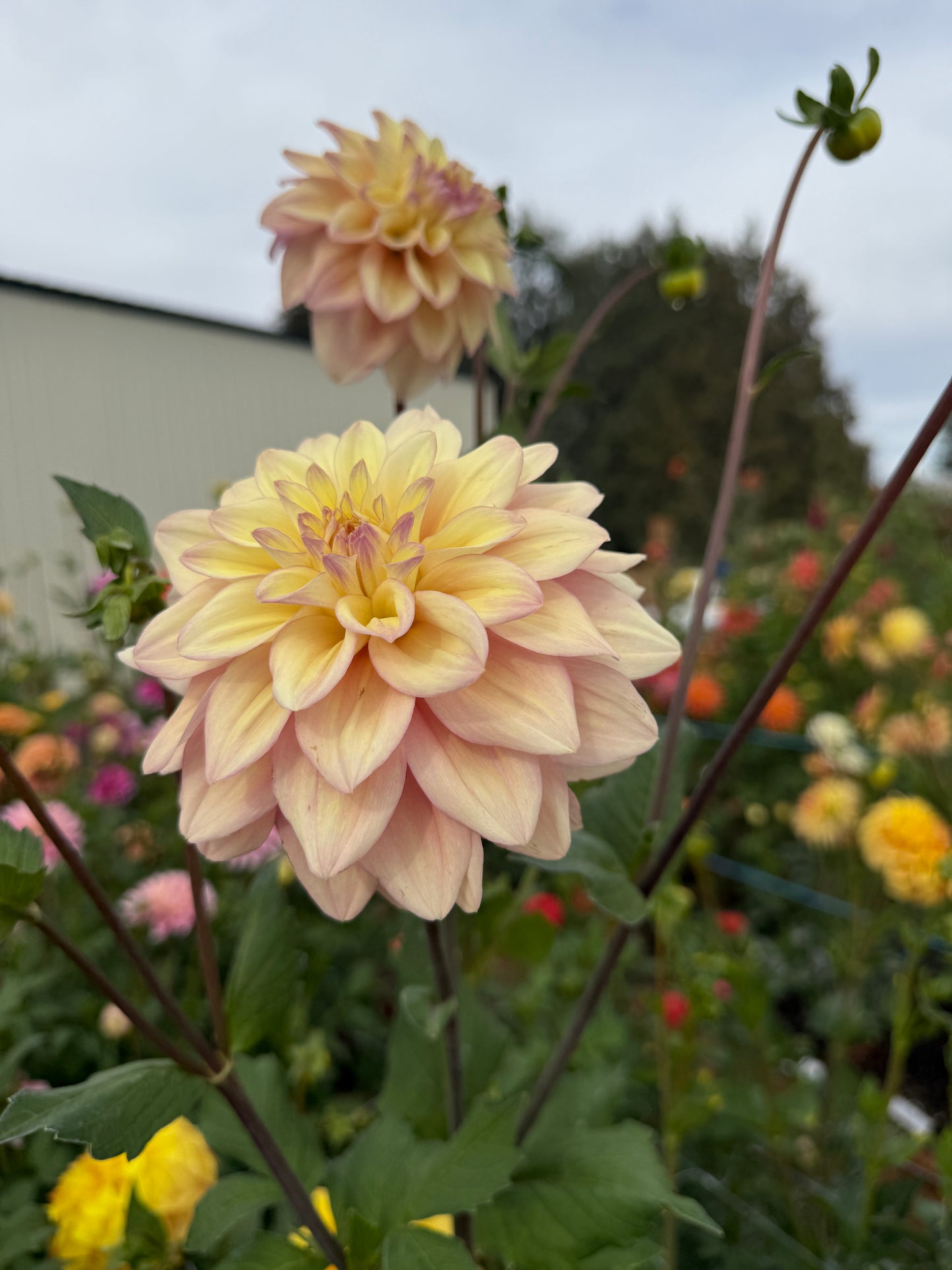 
                  
                    Lee's Chalks Alot - Rooted Cutting
                  
                