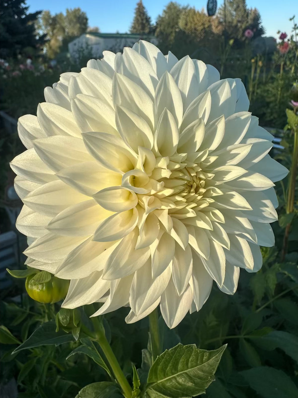 Lulu Island Art Dahlia - Mini Clump