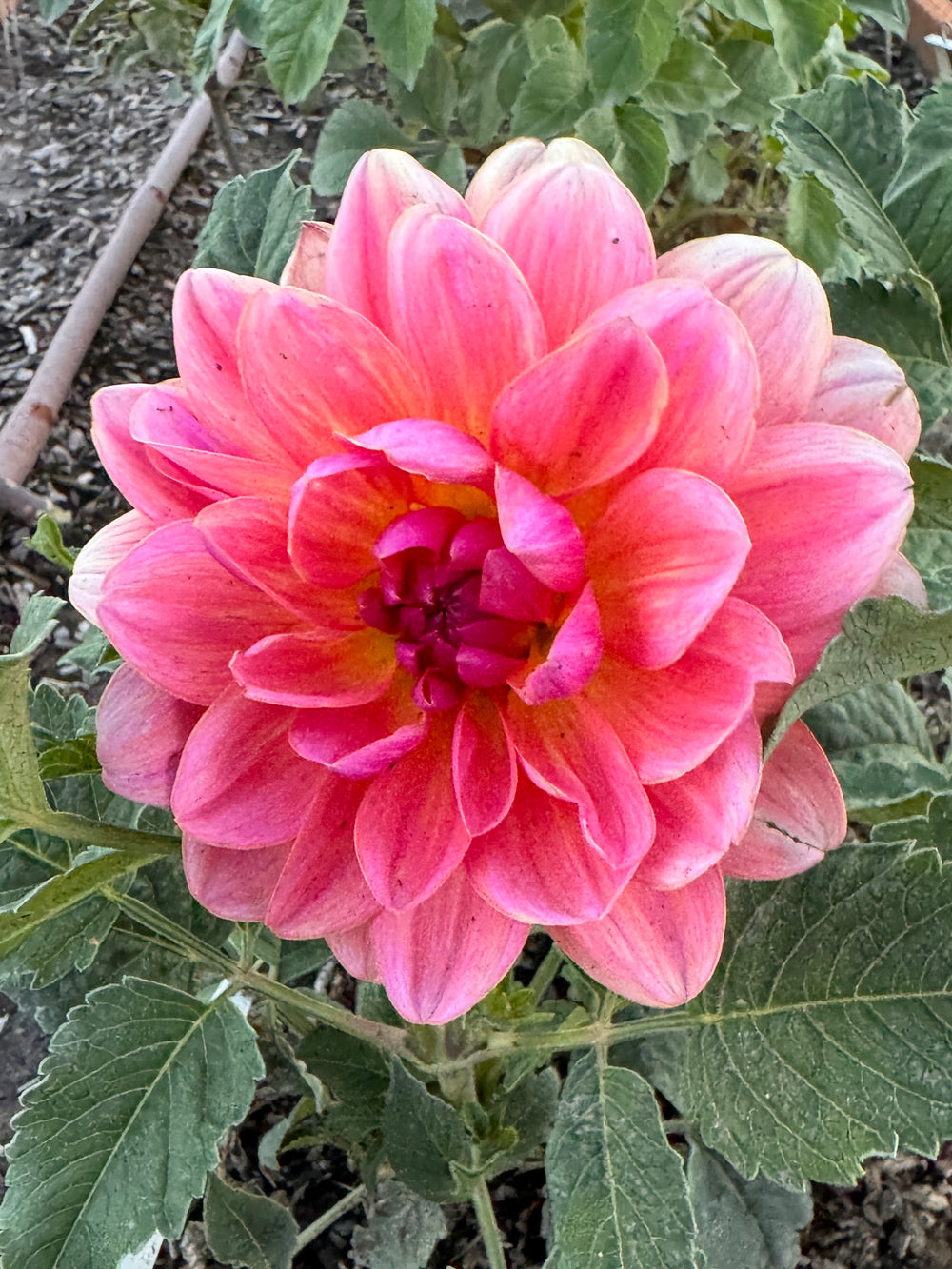 Wildwood Marie Dahlia - Rooted Cutting