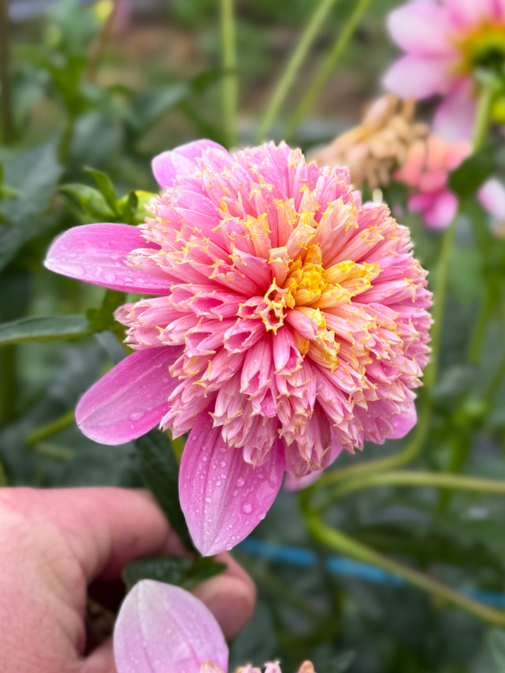 Sandia Pouffe Dahlia - Mini Clump