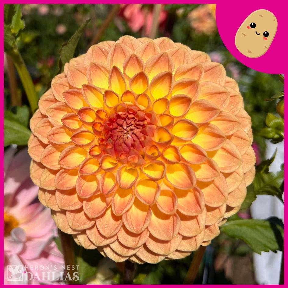 Blyton Softer Gleam Dahlia - POT TUBER