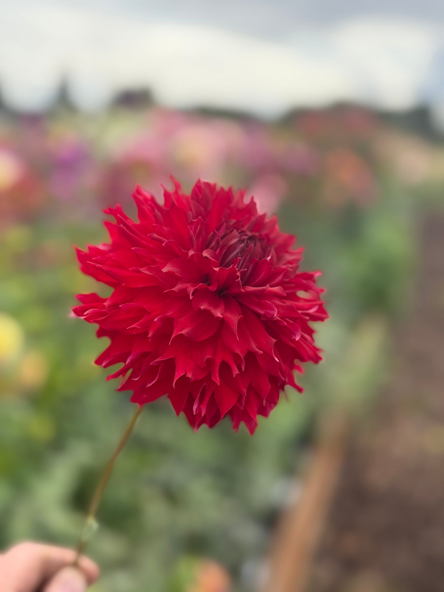 
                  
                    Caproz Raz'Bry Twinkle - Tuber
                  
                