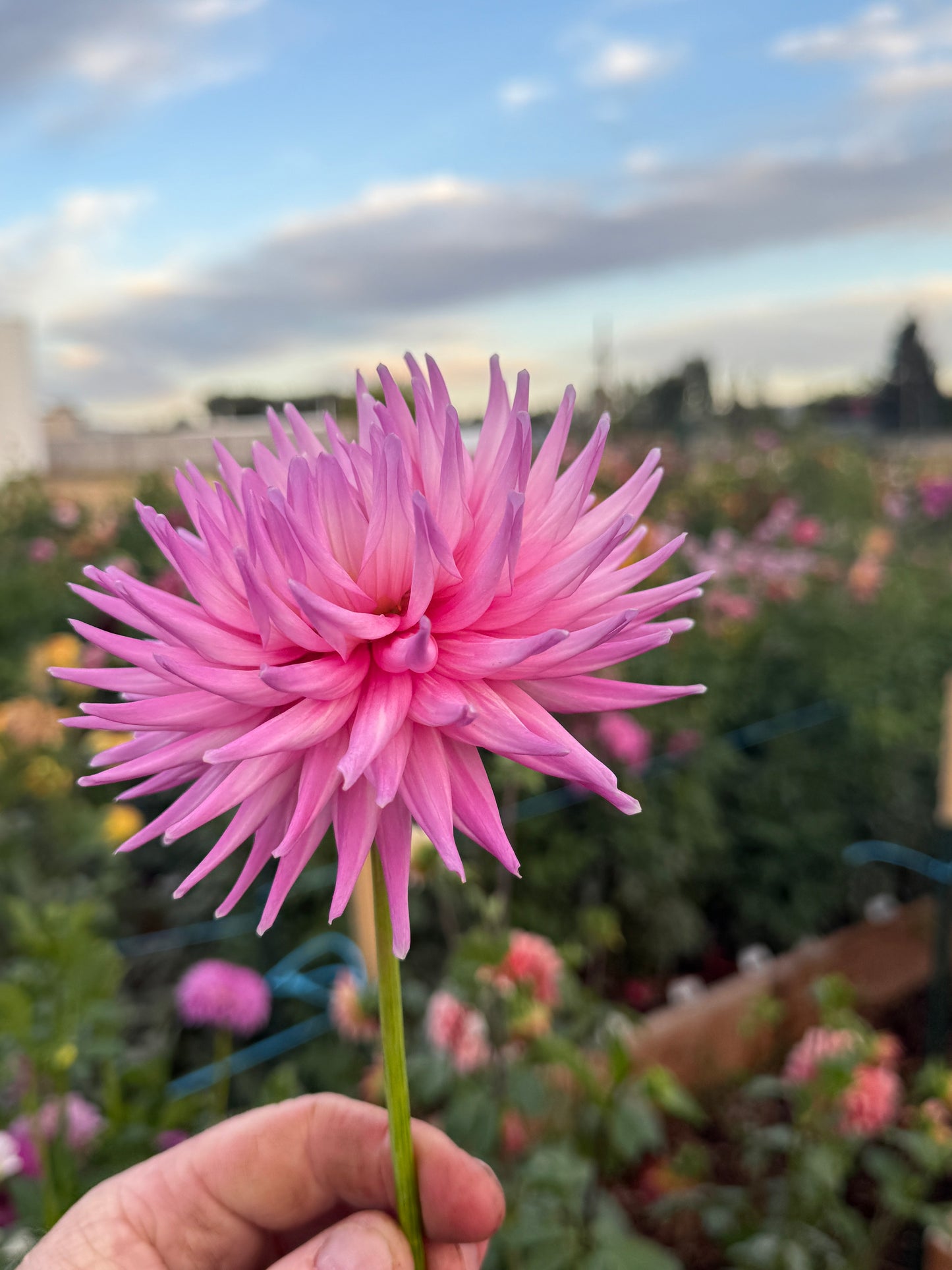 
                  
                    Clearview Whitney - Rooted Cutting
                  
                