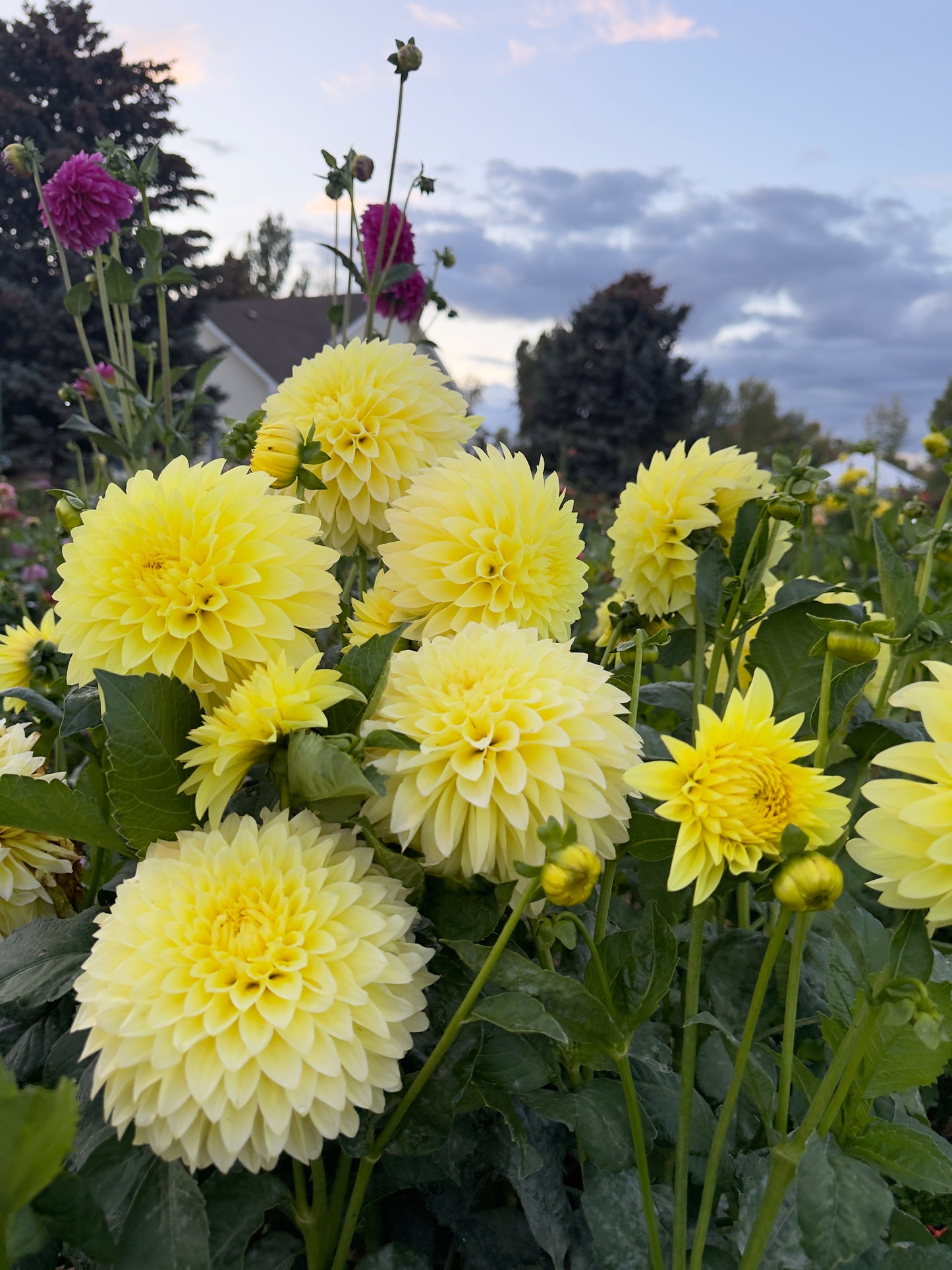 
                  
                    Clearview Del Sol Dahlia - Mini Clump
                  
                