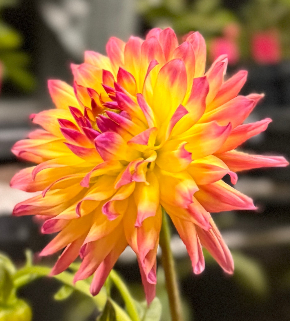 Redwood Honeybee Dahlia - Rooted Cutting