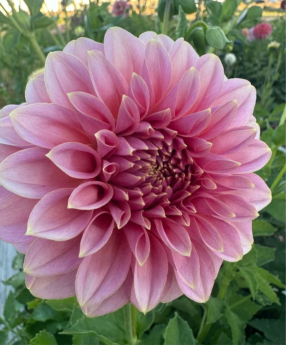 Lee's Mauva Guava Dahlia - Rooted Cutting