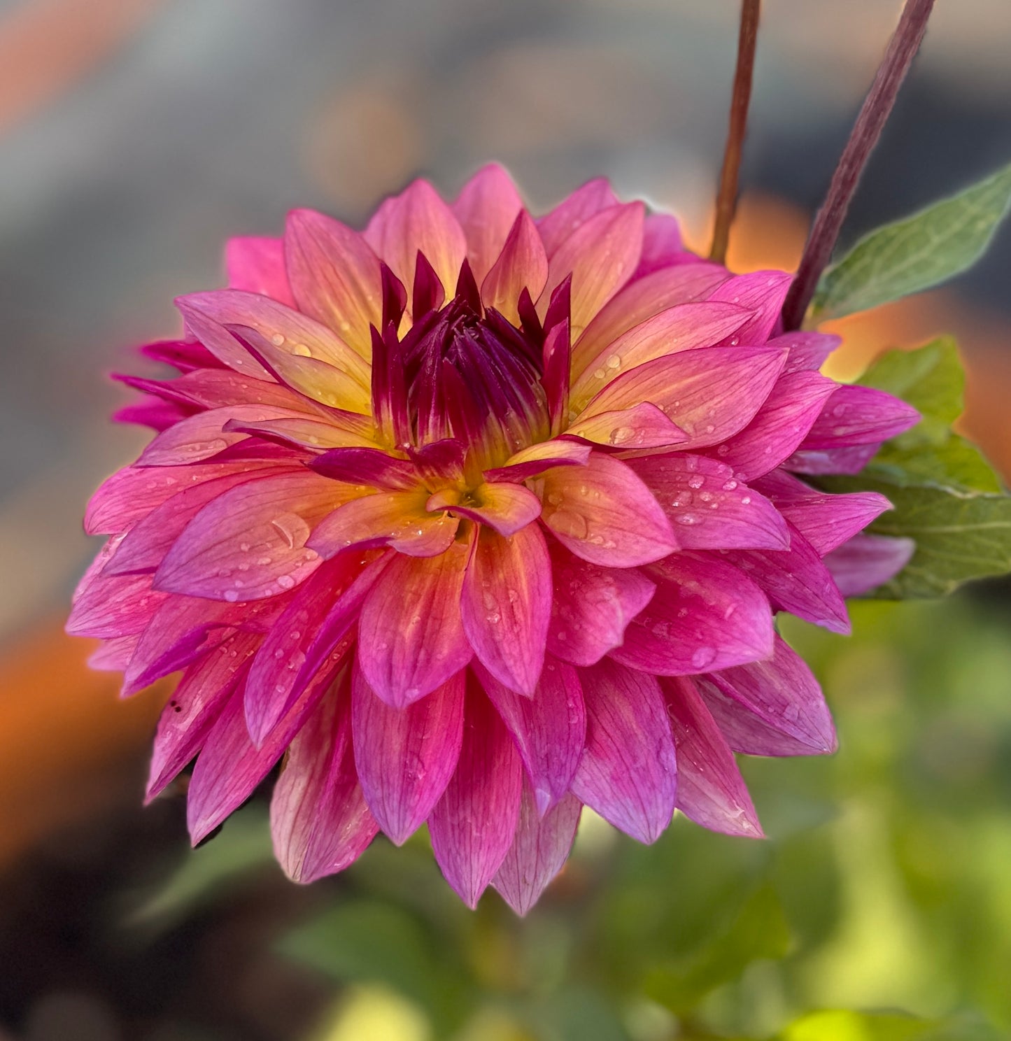 
                  
                    Salish Alpen Glow Dahlia - Rooted Cutting
                  
                