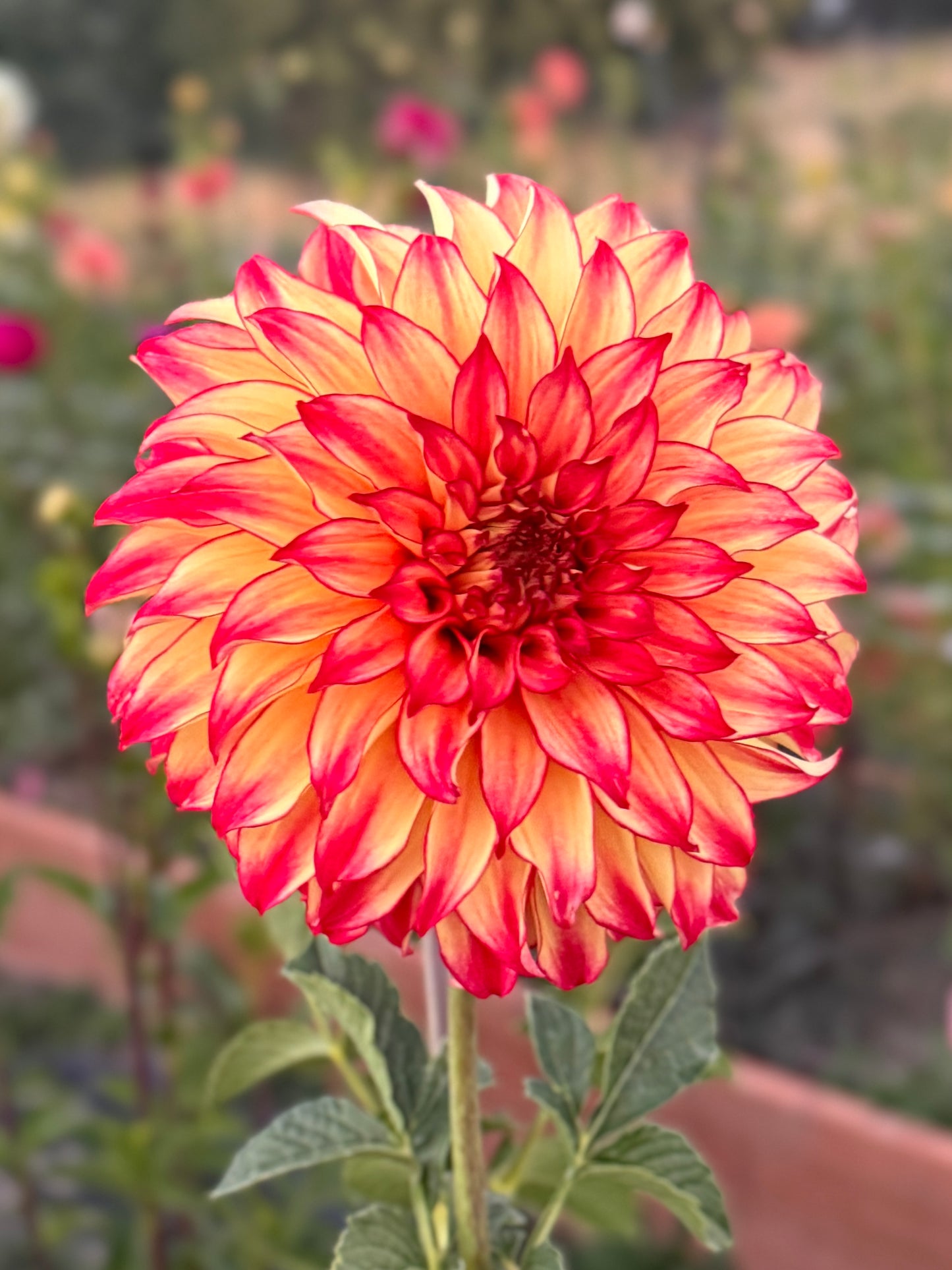 
                  
                    Lady Darlene  - Tuber
                  
                