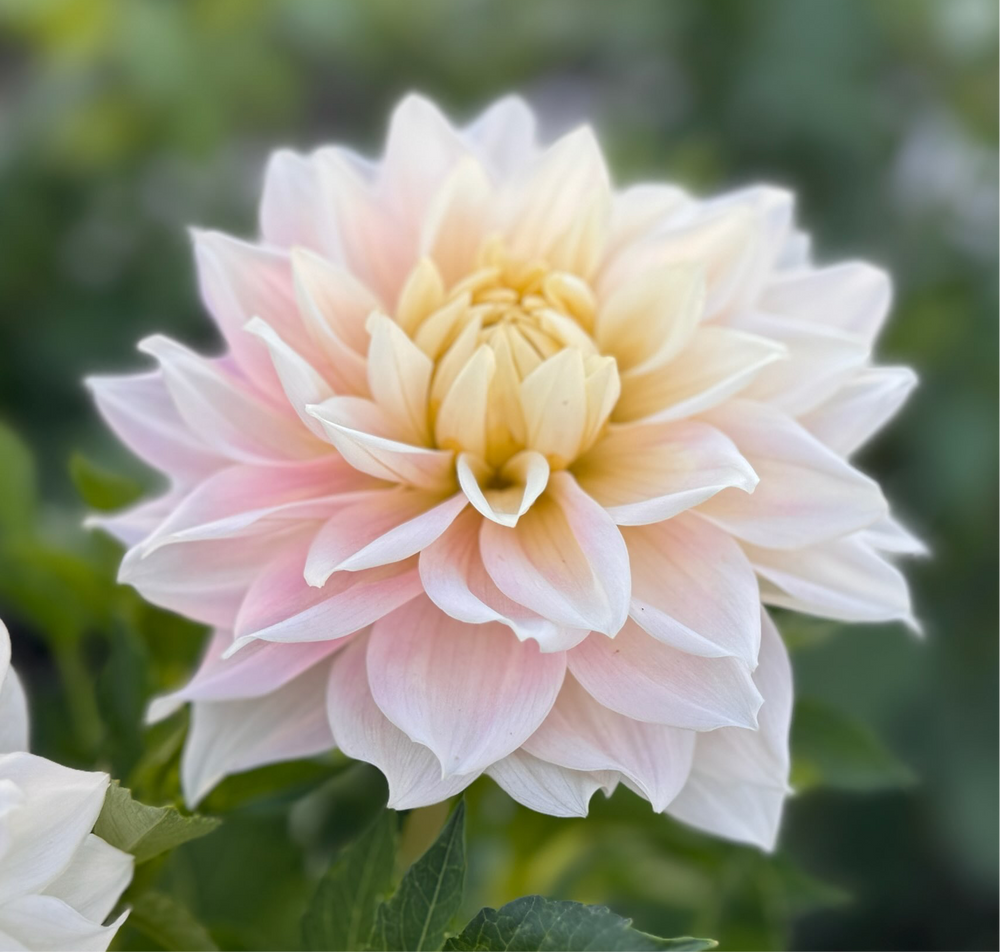 Truly Scrumptious Dahlia - Rooted Cutting